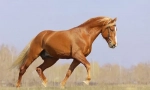 Konja