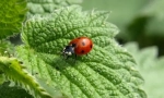 Korisni insekti