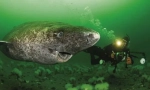 Polarna akula