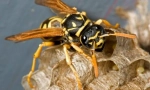 Prugasta bugs
