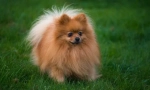 Pomeranski