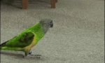 Amazon papige