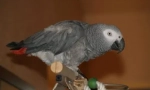 Parrot-španjolac: jaco pjeva ja sam kukaracha