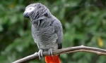 Parrot jaco, opis, podvrste, njegu i sadržaj, cijena