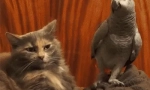 Parrot jaco