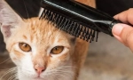 Oprema careside i cat