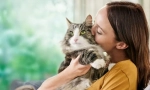 Uzroci alergija na mačke
