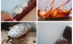 Primjena sušilice od žohara i kreveta