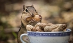 Chipmunk prehrana u prirodi i kod kuće