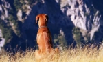 Rhodesian ridgeback (fotografija): požudni lovca i podebljani stražar
