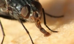 Rota aparati insekti