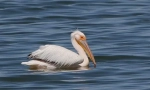 Pink pelican