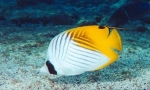 Riba leptira