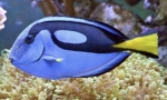 Riba kirurga