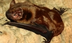 Crvenokosa