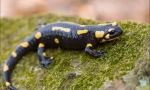 Salamander