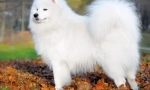 Samoyed laika (fotografija) - odani prijatelj i pozitivna energetska naknada