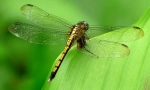 Najbrži insekti