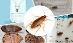 Najučinkovitije zamke za žohare