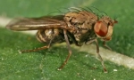 Najopasniji insekti za čovjeka