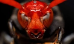 Najopasniji insekti