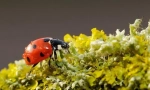 Najkorisniji insekti: top 10 s fotografijama