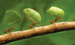 Najsnažniji insekti