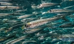 Sardina