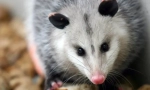 Severgerični opossum