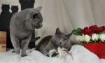 Theraserte cat (fotografija): omiljeni francuski br