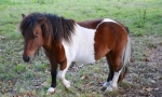 Shetland poni