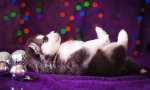 Štenci husky (fotografija): njega, hranjenje, obrazovanje