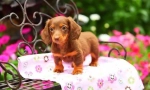 Štenci dachshunds (fotografija): niski pas s visokom inteligencijom i šarmom