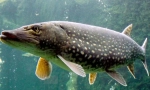 Pike: zanimljive činjenice o slatkovodnom predatoru