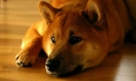 Shiba u