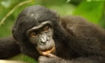 Chimpanzee patuljak