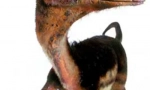 Sinozauropterix
