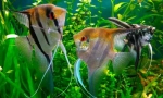Skalaria (pterophylum sccalare)