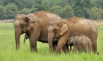 Elephant indijanac (azijski slon)