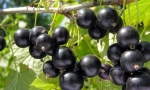 Ribizla