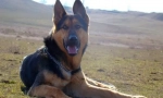 Pas eastern europe shepherd pas (fotografija): strani branitelj i pravi prijatelj