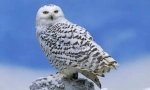 Sova polar