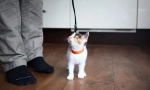 Moderne metode treninga cat