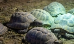 Hibernacije kornjače poput zimske kornjače