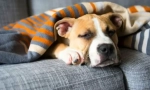 Staphylococcus kod pasa: simptomi, liječenje, prevencija