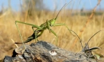 Steppe dobka