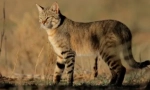 Steppe cat: tip karakteristike