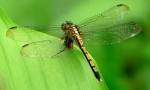 Dragonfly smaragd hayna