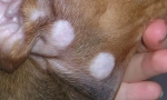 Ringworm