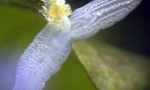 Struktura i značajke planarije